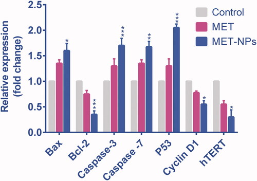 Figure 9. The expression levels of bcl-2, Bax, caspase-3 and caspase-7, P53, hTERT genes, relative to reference gene (GAPDH) in SKOV3 cancer cells treated with free MET and MET-loaded PLGA/PEG NPs. *p < .05, **p < .01 and ***p < .001 vs. free MET was considered significant.