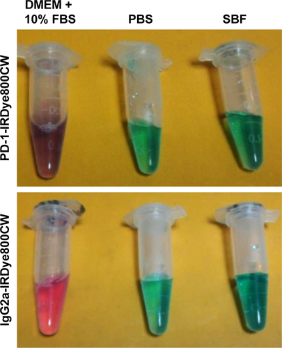 Figure S2 Photos of PD-1-IRDye800CW and IgG2a-IRDye800CW immunoconjugate dispersed in DMEM culture media containing 10% FBS, PBS, and SBF.Abbreviations: FBS, fetal bovine serum; SBF, simulated body fluid; PBS, phosphate buffered saline.