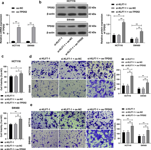 Figure 5. Overexpression of TPD52 partially reversed the effect of KLF7 silencing CRC cell invasion and migration. TPD52 overexpression vector (oe-TPD52) was transfected into HCT116 and SW480 cells, with empty vector (oe-NC) as the control, followed by a combined experiment with si-KLF7–1. (a) qRT-PCR detection of TPD52 expression. (b) Western blot detection of TPD52 expression. (c) CCK-8 assay detection of cell viability. (d-e) transwell detection of cell invasion and migration. The cell experiment was repeated 3 times independently. Data in panel C were analyzed using one-way ANOVA, and data in panels ABDE were analyzed using two-way ANOVA, following Tukey’s multiple comparisons test, *p < .05, **p < .01.