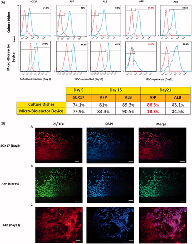 Figure 5. Expression of hepatic-specific differentiation proteins in iPSCs-Heps. (A) The cells were cultured in the presence of differentiation medium (as indicated in Figure 3) for 5, 15 and 21 days after which the expression of hepatic-specific differentiation proteins were examined using flow cytometry (A) and immunocytochemistry (B). (A) Flow cytometry analysis of endodermal marker, SOX17, at Day 5 and hepatic maturation markers, AFP and albumin (ALB), at Days 15 and 21 of the cells cultured in micro-bioreactor device and culture dishes. Note the high percentage of AFP and ALB positive cells at Day 15 suggesting homogenous and efficient differentiation. The reduced expression of AFP at Day 21 indicates that the iPSCs-Heps proceed to a more mature phenotype by this time in micro-bioreactor device. (B) Immunostaining of the iPSCs-Heps with antibodies against SOX 17 (red), AFP (green) and ALB (red) at Days 5, 15 and 21, respectively. Note that the expression profile of these protein markers is consistent with flow cytometry results. Scale bar = 25 μm, 10 μm.