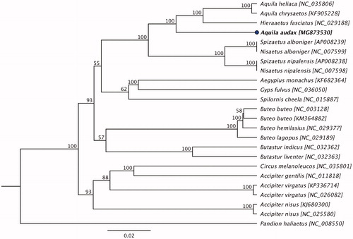 Figure 1. Maximum likelihood phylogenetic tree to infer host-phylogeny relationship among Accipitridae family. ML tree was constructed using complete mitogenome sequences of the species belonging to the Accipitridae family. The new complete mitogenome of A. audax is highlighted by bold font.