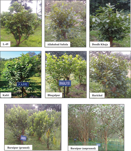 Figure 7. Comparison of shoot pruning of different guava cultivars.