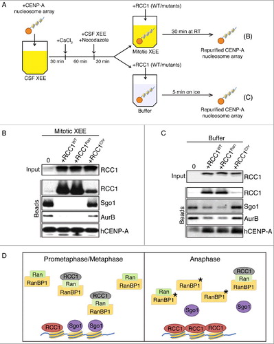 Figure 5. RCC1 evicts proteins from KTs assembled on CENP-A nucleosome arrays. (A) Schematic diagram with timeline. Streptavidin beads conjugated with CENP-A-containing nucleosome array were added into CSF-XEEs and cycled to mitosis. The beads were either maintained in M-phase XEEs (B) or isolated in buffer (C). Wild type or mutated RCC1 proteins were added, and the beads were isolated. (B) Buffer, RCC1WT (40 µg/ml), RCC1Ran (40 µg/ml) or RCC1Hist (40 µg/ml) were added to 100 µl mitotic XEEs containing 10 µl CENP-A-containing nucleosome array beads, and incubated at RT for 30 min. Beads were isolated, eluted, and examined by IB. (C) 10 µl CENP-A-containing nucleosome array beads were isolated from mitotic XEE and resuspended in 100 µl ice-cold washing buffer. Buffer, RCC1WT (40 µg/ml), RCC1Ran (40 µg/ml), or RCC1Hist (40 µg/ml) were added and incubated on ice for 5 min. Beads were isolated again, eluted, and examined by IB. (D) Model for the role of RCC1 in Sgo1 and CPC eviction: Prometaphase/metaphase: RCC1 is partitioned between an active, chromatin-bound pool (green) and an inactive pool (gray). The inactive pool is associated with RRR complexes that also contain RanBP1 and nucleotide-free Ran (green). Anaphase: phosphorylation of RanBP1 (asterisk) releases RCC1 from the RRR complex. The free RCC1 is recruited to chromatin and evicts inner KT proteins, including Sgo1, by physical competition.