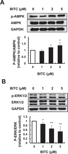 Figure 4. Modulating effect of BITC on the phosphorylation of AMPK and ERK1/2.The confluent 3T3-L1 adipocytes were incubated with the differentiation-inducing media with or without BITC for 3 days for the phosphorylated AMPK (A) or for 2 days for the phosphorylated ERK1/2 (B), then the protein expression level was determined by Western blotting. All values were expressed as means ± SD of three separate experiments (*p < 0.05, **p < 0.01 compared to negative control).