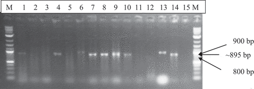 Figure 5. Agarose gel electrophoresis of DNA satII specific PCR products of 895 bp from CMD-affected cassava leaf samples total nucleic acid. Lanes 1 to 14 . Lanes 1 to 14 contained separate cassava samples. M-1.0 kb molecular marker; Lane 15- Negative Control