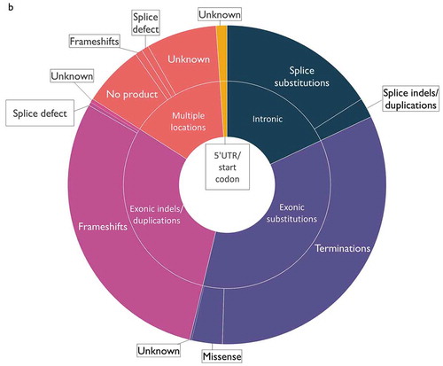 Figure 2b. (b) Classification of pathogenic variants: inner ring shows mutation location (exonic, intronic, multiple locations (comprising large or multiple indels or duplications); outer ring shows effect of mutation (premature termination codon, missense variant, no protein product formed, frameshift, unknown) Source: Leiden Open Variation Database (LOVD) [Citation27]