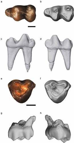 Figure 3. Nsungwe formation Rhynchocyonine. Photograph (A) and digital rendering (B–D) of the late Oligocene Oligorhynchocyon songwensis (RRBP 08086, holotype) left lower fourth premolar in occlusal (A, B), buccal (C), and lingual (D) views. Photograph (E) and digital rendering (F-H) of Oligorhynchocyon songwensis (RRBP 07433, referred specimen) upper left molar (M2 or M3) in occlusal (E, F), buccal (G), and lingual (H) views. Scale bars equal 1 mm.