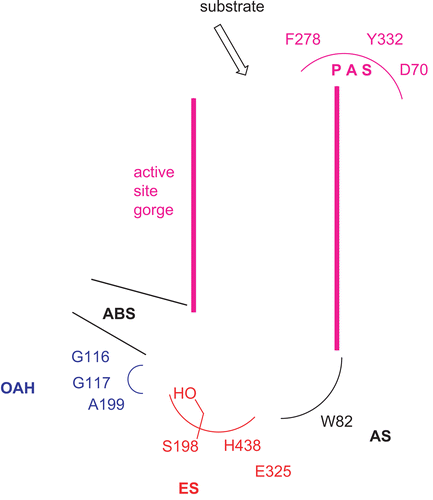 Figure 1.  Active sites of human BChECitation4. The enzyme active sites consist of at least five major binding sites: (1) an oxyanion hole (OAH); (2) an esteratic site (ES) or catalytic triad; (3) an anionic substrate binding site (AS); (4) an acyl binding site (ABS); and (5) a peripheral anionic binding site (PAS).