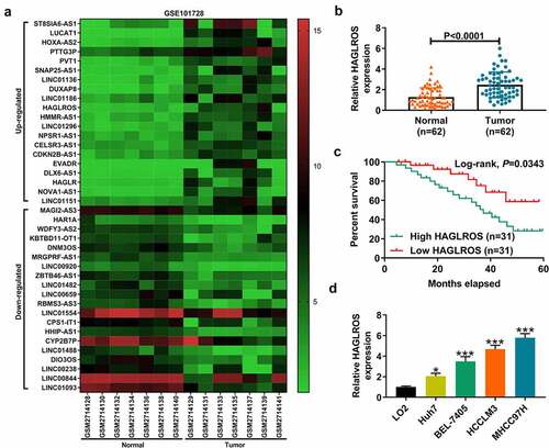 Figure 1. HAGLROS is overexpressed in HCC and correlates with a poor prognosis. (a) Heatmap showing the top 20 up-regulated and down-regulated lncRNAs between HCC tumor tissues and adjacent non-cancerous samples. (b) Relative HAGLROS expression was determined by qRT-PCR in 62 paired HCC tumor tissues and adjacent pericarcinomatous tissues. (c) Kaplan–Meier curves were plotted to detect the overall survival of HCC patients with high (n = 31) or low (n = 31) HAGLROS expression. (d) Relative HAGLROS expression was compared in four HCC cells and immortalized human hepatic cell line LO2. *P < 0.05, ***P < 0.001.