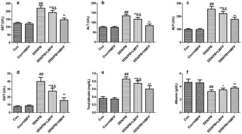 Figure 2. Effect of MFP on hepatic function biomarkers in DEN/PB-induced HCC. (a) The levels of serum aspartate aminotransferase (AST), (b) alanine aminotransferase (ALT), (c) alkaline phosphatase (ALP), (d) glutamyl transpeptidase (GGT), (e) total bilirubin, and (f) albumin in different treatment groups were measured. ## Significant against Con group at P < 0.01. ** Significant against DEN/PB group at P < 0.01. * Significant against DEN/PB group at P < 0.05. && Significant against DEN/PB+HMFP group at P < 0.01