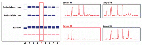 Figure 7 Chip electrophoresis analysis of residual impurities on MabSelect SuRe after cleaning. The Caliper software generates virtual slab gels (left) and electropherograms (right). Low intensity lane in the virtual slab gel, and corresponding electropherogram, representing the most efficient CIP protocol in this figure, are highlighted. The main protein impurity on the fouled MabSelect SuRe resin was mAb; the large size molecular peak in B5 is most likely un-reduced antibody.