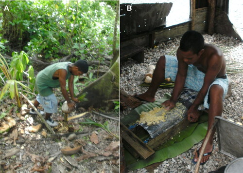 Figure 1. Examples of modern day food preparation practices on the Marshall Islands. Ebon villagers husking a coconut (A) and grating giant swamp taro (iaraj, Cyrtosperma merkusii) (B) (images by M. Weisler, with permission).