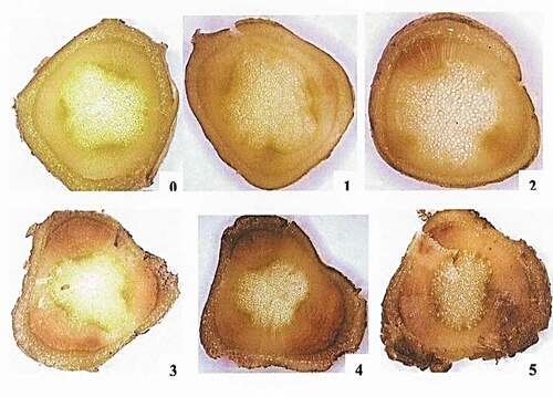 Fig. 1 Visual grading scale (0-5) of Verticillium wilt severity in potato stems (Alkher et al. Citation2009)