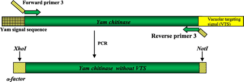 Fig. 2. Scheme for removing the C-terminal VTS and replacing the N-terminal signal sequence with the α-factor in the cDNA of yam chitinase.