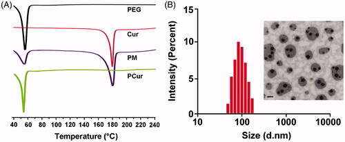 Figure 2. DSC thermograms of PEG, Cur, physical mixture (PM) and PCur conjugate (A); particle size distribution and morphology of PCur conjugate measured by DLS and TEM, respectively (B). Scale bar is 200 nm.