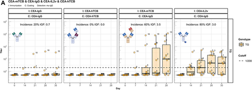Figure 4. The enhanced immunogenicity of CitAbs. Panel A) ADA response of hIgG1 transgenic mice (TG, orange, n=10) immunized with either CEA-IgG, CEA-hTCB, CEA-mTCB or CEA-IL2v against the scaffold antibody (CEA-IgG) or the injected compound (CEA-hTCB) is shown. Panel B) shows the specific ADA response of hIgG1 transgenic mice (orange, n=10) immunized with either CEA-IL2v directed against the scaffold antibody (CEA-IgG), the F(ab’)2 fraction (CEA-Fab2) and the Fc domain (Fc-PGLALA). Panel C) depicts the specific ADA response of hIgG1 transgenic mice (orange, n=10) immunized with either CEA-IL2v (as in A)) or DP47-IL2v directed against the scaffold antibody, CEA-IgG or DP47-IgG, respectively. Panel D) shows the specific ADA response of hIgG1 transgenic mice immunized with CEA-mTCB or DP47-mTCB specific for the parental molecule or the murine CD3 binding moiety (mCD3-IgG).