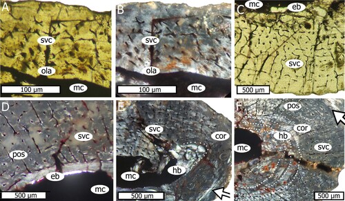 FIGURE 2. Detailed histology of Aetosaurus ferratus humerus A, B, E, SMNS 5770-21 and C, D, F, SMNS 5770-2. Arrows in E and F indicate the areas with higher organized tissue. cor, cortex; eb, endosteal bone; hb, hatchling bone; mc, medullary cavity; ola, osteocyte lacunae; pos, primary osteons; svc, simple vascular canals.