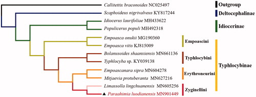 Figure 1. Phylogenetic tree showing the relationship between Paraahimia luodianensis and 11 species (Hemiptera: Auchenorrhyncha) based on neighbour-joining method.