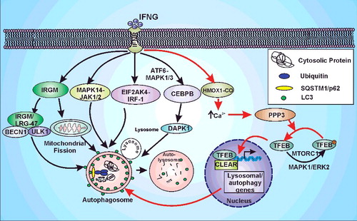 Figure 9. IFNG-induced autophagy is regulated by HMOX1. IFNG can induce autophagy through multiple pathways namely: IRGM/LRG-47, MAPK14, JAK1/2, EIF2AK4, IRF1 (interferon regulatory factor 1) or CEBPB. The model depicts the autophagic induction by IFNG through above-mentioned pathways and highlights the new signaling axis identified in the current study (Pathway depicted with red arrows). IFNG leads to the induction of HMOX1 and hence its product CO. The HMOX1-generated CO leads to the increase in cytoplasmic calcium levels that activates PPP3. This phosphatase dephosphorylates TFEB which leads to the transport of TFEB into the nucleus and hence the increase in autophagic flux and lysosomal biogenesis.