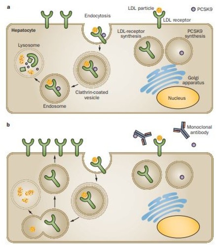 Figure 1 PCSK9 inhibitors mechanism of action. (A) PCSK9 is primarily secreted in the liver and acts as a key mediator in LDL-C metabolism. PCSK9 inhibits LDL-R recycling by targeting LDL-R and promoting lysosomal degradation. Overall, this process results in a reduction of LDL-Rs and a reduction in plasma LDL-C clearance. (B) Monoclonal antibodies, such as alirocumab, bind to PSCK9 and inhibit it from binding to LDL-Rs. This enables more LDL-Rs to recycle back to cell surface resulting in increased LDL-C clearance. Reprinted with permission from Springer Nature: Springer Nature, Nature Reviews Cardiology, Lipid lowering with PCSK9 inhibitors, Dadu RT, Ballantyne CM, Copyright (2014).Citation23