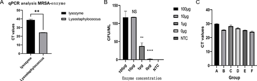 Figure 3 Enzyme selection and optimization of reaction conditions. (A) The disparity in MRSA lysis between lysostaphin and lysozyme was assessed using qPCR.; (B) The disparity in enzyme concentration and cleavage efficacy remains consistent for the duration of the same action time (5 min). The symbols on the column represent differences with the first group, NS represents no difference, ** represents significant difference with the first group, **** represents significant difference with the first group and significant difference with the ** group. (C) Reaction time optimization, the test was performed in the presence of 10μg/mL lysostaphin. A: MRcoNS, reaction time 2min; B: MRcoNS, reaction time 5min; C: MRSA, reaction time 2min; D: MRSA, reaction time 5min; E: S. aureus, reaction time 2min; F: S. aureus, reaction time 5min.