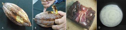 Fig. 1 (Colour online) Isolation of Phytophthora tropicalis from cacao pods. (a) Cacao pod with black rot; (b) internal damage in the cacao pod; (c) cacao pod endodermis infection; and (d) Phytophtora sp. isolate recovered from infected tissue, grown in PDA at 28°C for 5 d