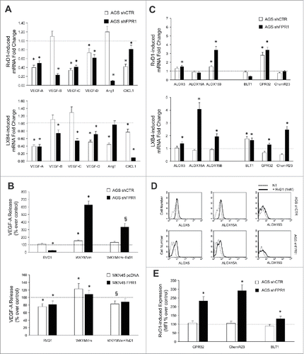 Figure 3. Anti-angiogenic effects of SPMs in GC. (A) RvD1 (1 nM) and LXB4 (1 nM) treatment significantly reduced mRNA expression of pro-angiogenic molecules (VEGF-A, -B, -C, -D, Ang1, and CXCL1) in AGS shCTR and shFPR1 cells. Data are represented as mean ± SD of three independent experiments. *p < .05 compared to the relative untreated control (dotted line). (B) Reduction of spontaneous and WKYMVm-induced VEGF-A release upon RvD1 treatment of the indicated GC cells. Data are represented as mean ± SD of three independent experiments. *p < .05 vs. the relative untreated control (dotted line). (C) RvD1 and LXB4 treatment significantly induced the mRNA expression of the enzymes (ALOX5, ALOX15A, and ALOX15B) and receptors (BLT1, GPR32, and ChemR23) involved in pro-resolving pathways in AGS shCTR and shFPR1 cells. Data are represented as mean ± SD of three independent experiments. *p < .05 vs. the relative untreated control (dotted line). (D) RvD1 treatment significantly induced ALOX5, ALOX15A, and ALOX15B protein expression in AGS shCTR and shFPR1 cells, as evaluated by cytofluorimetric analysis. One representative experiment out of three is shown. (E) RvD1 treatment significantly induced GPR32, ChemR23, BLT1 protein expression in AGS shCTR and shFPR1 cells, as assessed by cytofluorimetric analysis. Data are represented as mean ± SD of three independent experiments. *p < .05 compared to the relative untreated control (dotted line).