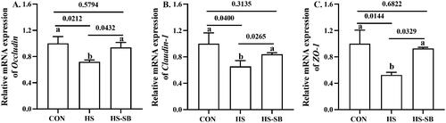 Figure 7. Effects of sodium butyrate on the mRNA expression of tight junction proteins in the jejunum of male broilers under heat stress. Values are presented as mean ± standard error. Different letters marked on the bar graph mean significant difference (p < 0.05). CON: control group; HS: heat stress group; HS-SB: heat stress with 1200 mg/kg sodium butyrate; ZO-1: zona occludens-1.