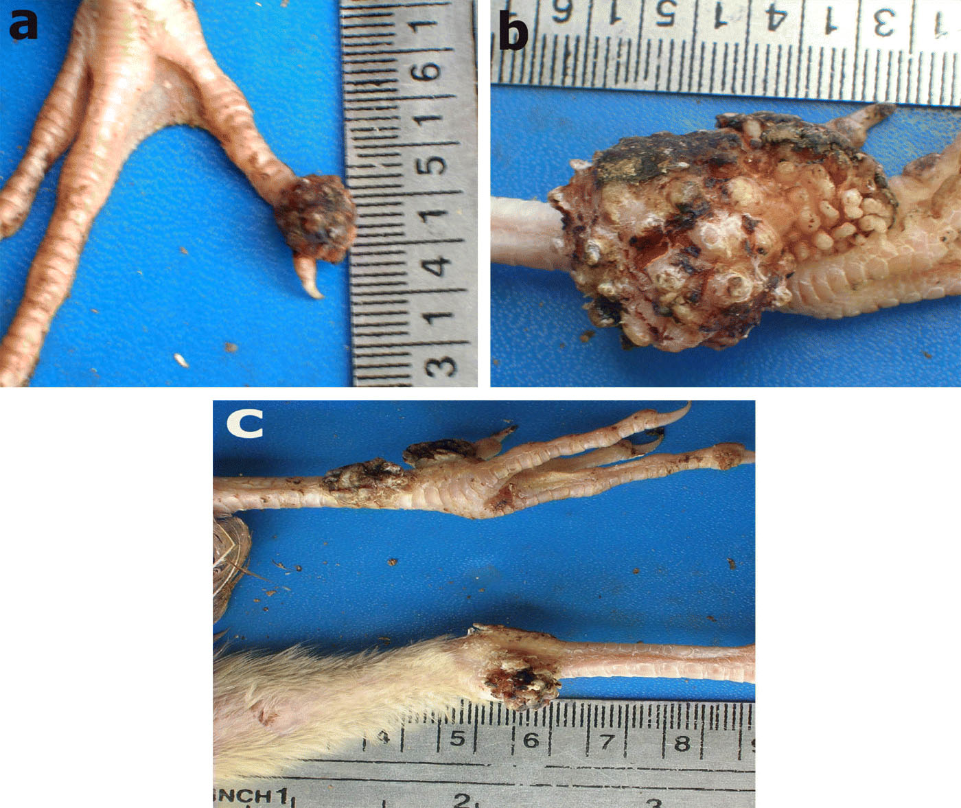 Figure 3.  Gross lesions of avian pox in peafowl chicks on the leg and toe. 3a: a nodular growth on one of the toes. 3b: leg lesions were much larger in some of the peafowl chicks, lesion measured 3.25 cm (length) x 2 cm (width). 3c: both of the legs were having variably sized lesions on various parts (i.e. knee joint, shaft, fingers, toe, etc.).