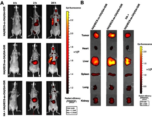 Figure 6 (A) In vivo fluorescence imaging of A549 tumor-bearing mice administrated with GA and DiR co-loaded nanoparticles with or without pre-injection of free HA at 2 and 24 hrs. (B) Ex vivo fluorescence imaging of tissues including tumor, heart, liver, spleen, lung, and kidney excised from mice after administrated with GA and DiR co-loaded micelles for 24 hrs.Abbreviations: HA, hyaluronic acid; HECS, hydroxyethyl chitosan; OA, octylamine; GA, gambogic acid.