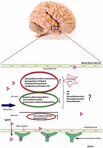 Figure 9. Schematic representation of AgNPs entry into the brain. AgNPs pass through the BBB from the blood and enter the brain, affecting the BBB proteome. Figure displays various cellular pathways upregulated and downregulated in endothelial cells in response to AgNPs exposure.