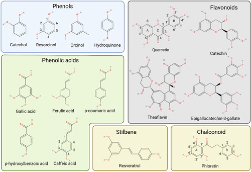Figure 1. Chemical structures of different classes of phenolic compounds.