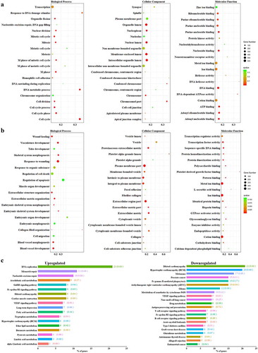 Figure 3. Total the identified up- (a) and down-regulated (b) differentially expressed genes that were identified between induced pluripotent stem cells and the somatic cells were categorized according to biological processes, molecular function, and cellular component. (c) Classification of DEGs in induced pluripotent stem cells were categorized by KEGG database