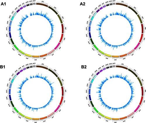 Figure 2 The distribution of differentially expressed circRNAs in human chromosomes (A1, A2, B1, and B2).