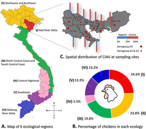 Figure 1. The distribution of CIAV according to geographical locations. (A) Map of six ecological regions from North to South of Vietnam. (B) Chart showing the percentage of chickens in each ecological region. (C) Spatial distribution of CIAV at sampling sites: 10 northern provinces are highlighted. The stacked column indicates the proportion of CIAV-positive (red) and negative (blue) tests to the total samples collected in each province. The distribution of the CIAV genogroup in each province is indicated by ★ (genogroup G2 and G3) and ● (genogroup G3).