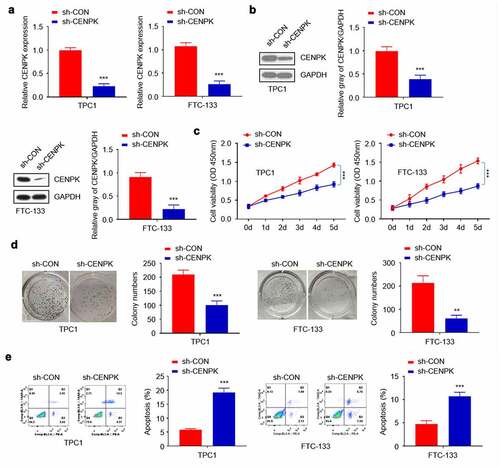 Figure 2. Silencing of CENPK inhibits DTC cell proliferation and colony