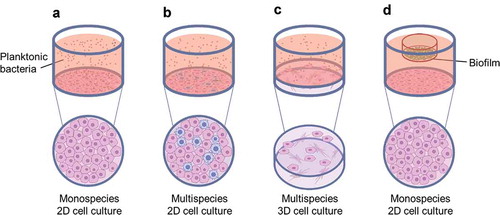 Figure 2. Common co-culture systems reported in the literature (a) monospecies 2D cell culture with planktonic bacteria applied; (b) multispecies 2D cell culture with planktonic bacteria applied; (c) multispecies 3D cell culture, typically a collagen-based or decellularised matrix containing fibroblasts, with planktonic bacteria applied; and (d) monospecies 2D cell culture with biofilm applied, typically suspended from a well insert.