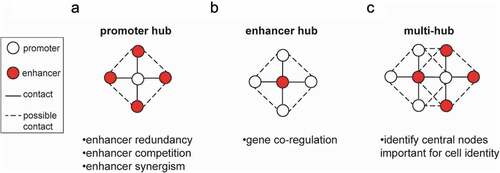 Figure 1. Different types of 3D hubs and their biological relevance. Schematic diagram of different types of dynamic multi-way interactions. (a) Promoter-centric hubs, where a single promoter can interact with multiple enhancers. (b) Enhancer-centric hubs, where one enhancer is in contact with multiple promoters. (c) Multi-hubs represent networks of interconnected enhancer and promoter hubs. The potential biological relevance of each type of 3D hub is indicated below each diagram.