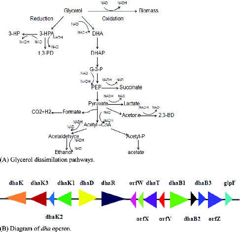 Figure 1. Diagram of glycerol dissimilation pathways and dha operon in Klebsiella pneumonia. (A) Glycerol dissimilation pathways. (B) Diagram of dha operon.