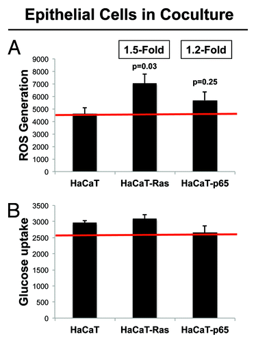 Figure 2. HaCaT-fibroblast co-cultures: Transformed HaCaT cells show a modest increase in ROS production, without any significant increases in glucose uptake. (A) ROS-production. (B) Glucose uptake. HaCaT epithelial cells (control, H-Ras [G12V], or NFkB [p65]) were co-cultured for 4 days with hTERT-immortalized fibroblasts (RFP[+]). Then, ROS production (a measure of oxidative stress) and glucose uptake (a measure of glycolytic activity) in HaCaT cells were quantitatively determined by FACS sorting. Note that only HaCaT-Ras cells show a significant increase in ROS production (1.5-fold; P = 0.03), without any detectable increases in glucose uptake.