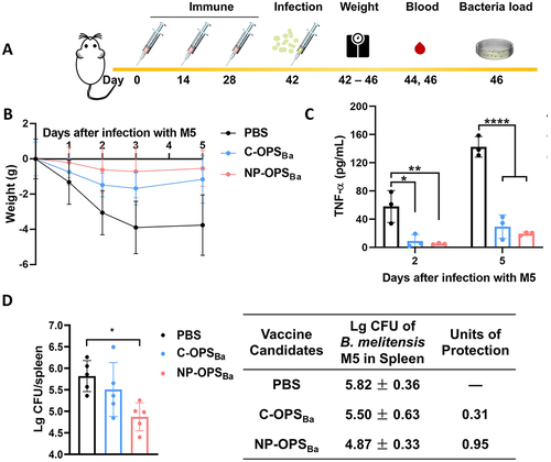 Figure 4. Evaluation of immunised mice following non-lethal doses of Brucella infection. Mice were immunised and infected with a non-lethal dose of B. melitensis following schematic diagram A), then we determined the B) weight (n = 5), C) serum TNF-α (n = 3) of mice, D) bacterial load (n = 5) in the spleen of mice 5 days after infection. Data are presented as means ± SD and analysed by one-way ANOVA with Dunn’s multiple comparison test: ****p < 0.0001, ***p < 0.001, **p < 0.01, and *p < 0.05.