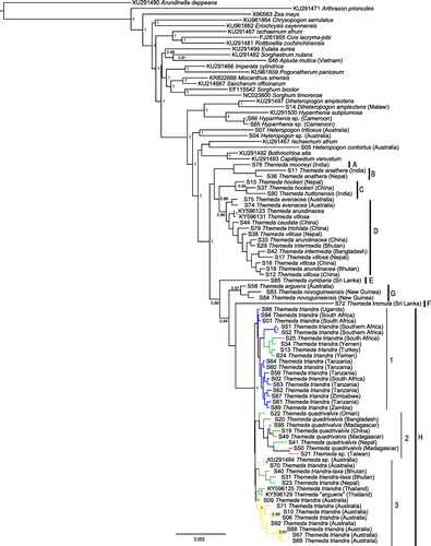 Figure 1. Bayesian chloroplast tree inferred with MrBayes. Posterior probabilities are indicated near nodes when greater than 0.8. The major clades within Themeda are delimited on the right (A–H). Within T. triandra, branches are coloured based on geographical origin. Scale bar shows the expected number of substitutions per site.