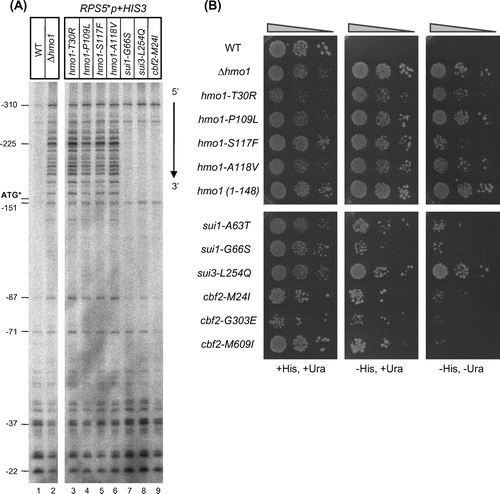 Fig. 2. Characterization of the mutants obtained in the genetic screen.Notes: (A) The effects of the mutations in the HMO1, SUI1, SUI3, and CBF2 genes on the TSS of the RPS5*p + HIS3 (URA3) reporter gene. The indicated strains were grown at 30 °C and then total RNA (15 µg) was prepared and analyzed by primer extension. The positions of several TSSs, relative to that of the ATG start codon in the endogenous RPS5 promoter, are indicated. The position of the artificially created start codon (ATG*) is also indicated. (B) The effects of mutations in the HMO1, SUI1, SUI3, and CBF2 genes on the growth of yeast cells containing the RPS5*p + HIS3 (URA3) reporter plasmid. The mutant strains obtained in the genetic screen were retransformed with the reporter plasmid, spotted onto the indicated selection plates, and cultivated for 3 d (all strains on the SD + His,+Ura plate), 4 d (hmo1 mutants on the SD −His,+Ura or SD −His, −Ura plate) or 6 d (sui1, sui3, and cbf2 mutants on the SD −His,+Ura or SD −His, −Ura plate) at 30 °C.