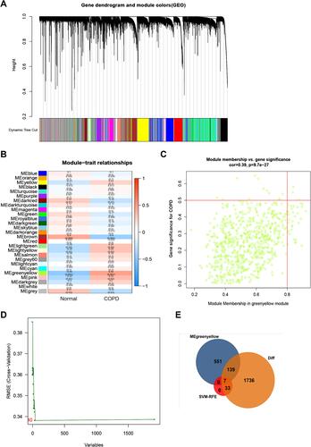 Figure 2 Identification of COPD-related key genes in the GSE76925 dataset. (A) Cluster dendrogram of the co-expression network modules, ordered by hierarchical gene clustering based on the 1-TOM matrix. Each module was allocated dissimilar colors. (B) Module-trait associations. Each row represents a color module while columns represent normal and COPD samples. (C) Scatter plot of module eigengenes associated with COPD in the green-yellow module. (D) Accuracy of the SVM-RFE algorithm. (E) Venn diagram of genes in the DEGs lists, co-expression green-yellow module and SVM-RFE algorithm.
