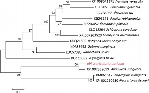 Figure 4. Phylogenetic analysis of ABF of Auricularia auricula and ABF of other species.