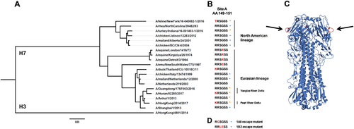 Fig. 6 Phylogenetic tree of H7 HAs, antigenic site A, and structure of influenza A H7 HA.a Phylogenetic tree based on the amino acid sequence of H7 HAs. The amino acid sequence of H3 (A/Hong Kong/4801/2014) was used as an outgroup. The scale bar at the bottom shows a 3% difference in amino acid identity. b Amino acids of H7 HA at position 149 to 151 (antigenic site A; H3 numbering) are shown. Red letters represent differences to A/Anhui/1/2013 (and A/Shanghai/1/2013). Orange stars represent H7 HAs used in this study and blue circles H7 HAs tested in the previous reportCitation27. The different lineages (North American vs. Eurasian) and clades (Pearl River Delta vs. Yangtze River Delta) are indicated. c Graphic representation of the crystal structure of the A/Anhui/1/2013 H7 HA trimer. Black arrows are pointing at the antigenic site A shown in red. The structure is based on PDB # 4R8WCitation48. d Mutations of antigenic site A that resulted in loss of binding of mAbs 1A8 and 1B2 as determined by escape mutagenesis (as previously reported)