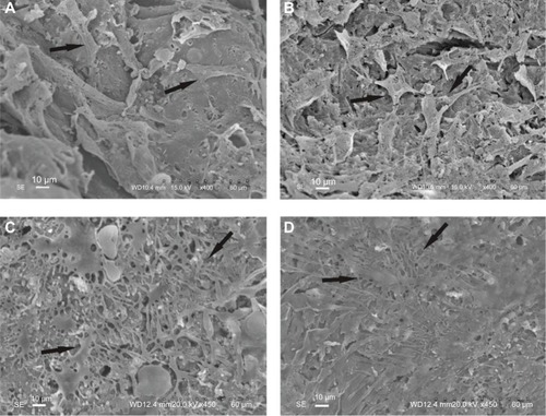Figure 6 SEM micrographs of MC3T3-E1 cells adhesion on the surface of n-CDHA/MAC/CSH and CSH after 3 days (A and B) and 7 days (C and D) of culture.Notes: (A and C) n-CDHA/MAC/CSH; (B and D) CSH. Arrows indicate the cells grown on the biocomposites.Abbreviations: CSH, calcium sulfate hemihydrate; n-CDHA/MAC/CSH, nano calcium-deficient hydroxyapatite/multi(amino acid) copolymer/calcium sulfate hemihydrate; SEM, scanning electron microscopy.