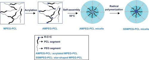Figure 1 Preparation scheme for star-shaped MPEG-PCL micelles.Notes: First, MPEG-PCL was acrylated to become AMPEG-PCL; then, AMPEG-PCL self-assembled into AMPEG-PCL micelles. At last, AMPEG-PCL micelles were polymerized into SSMPEG-PCL micelles.Abbreviations: MPEG-PCL, monomethoxy poly (ethylene glycol)-poly(å-caprolactone); SSMPEG-PCL, star-shaped MPEG-PCL; PCL, poly(å-caprolactone); PEG, poly (ethylene glycol).