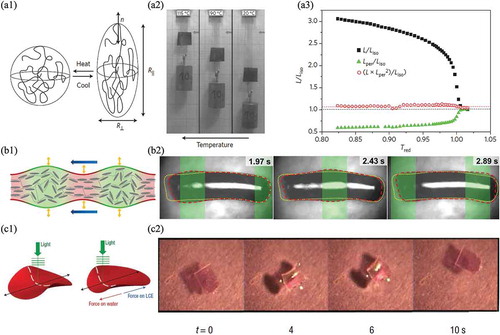 Figure 35. Applications of liquid crystal elastomers (LCE): (a1) anisotropic shape change of thermotropic LCE in response to change in temperature, (a2) thermotropic LCE lifting a weight in response to heating, (a3) dimensional changes of thermotropic LCE in response to heating where L is the original length, Liso is the heated (isotropic length) and Lper is the width (length perpendicular) of the thermotropic LCE, (b1) diagram of peristaltic locomotion of a phototropic LCE worm-like robot using structured light, (b2) photos of the locomotion sequence of a phototropic LCE worm-like robot using structured light, (c1) diagram of ray- like swimming of a phototropic LCE using structured light, (c2) photos of the locomotion sequence of a phototropic LCE using structured light. Figures (a1)-(a3) reprinted with permission from [Citation29]. Figures (b1) and (b2) reprinted with permission from [Citation182]. Figures (c1) and (c2) reprinted with permission from [Citation183].