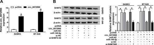 Figure 7 Circ_0072995 regulates SHMT2 expression via miR-149-5p. (A) qRT-PCR analysis of circ_0072995 in SKBR3 and BT-549 cells transfected with pcDNA or circ_0072995. (B) Western blot analysis of SHMT2 in SKBR3 and BT-549 cells transfected with pcDNA, circ_0072995, circ_0072995 + miR-NC, circ_0072995 + miR-149-5p, circ_0072995 + si-NC, or circ_0072995 + si-SHMT2 #2. *P<0.05.